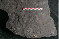 Foto (Detailansicht) von Camptoteris sp. (NHMW-GEO-2024-0188-10650)